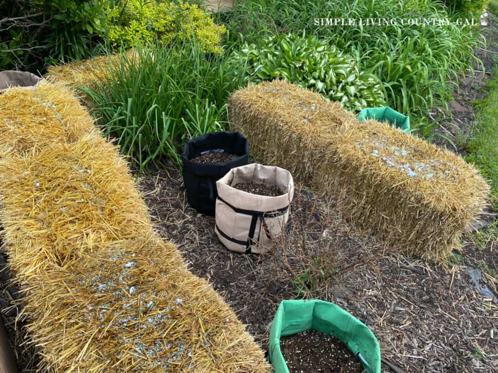 straw bales in a garden bed with grow bags nearby