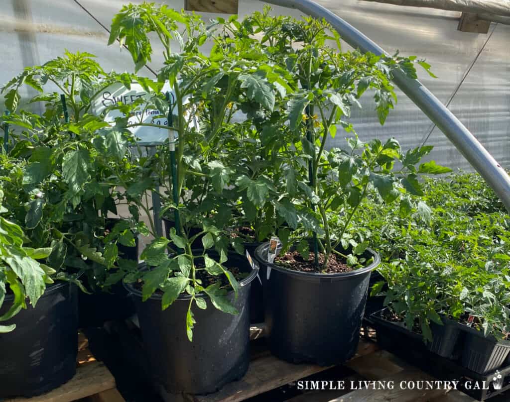 group of tomato plants at a nursery. 