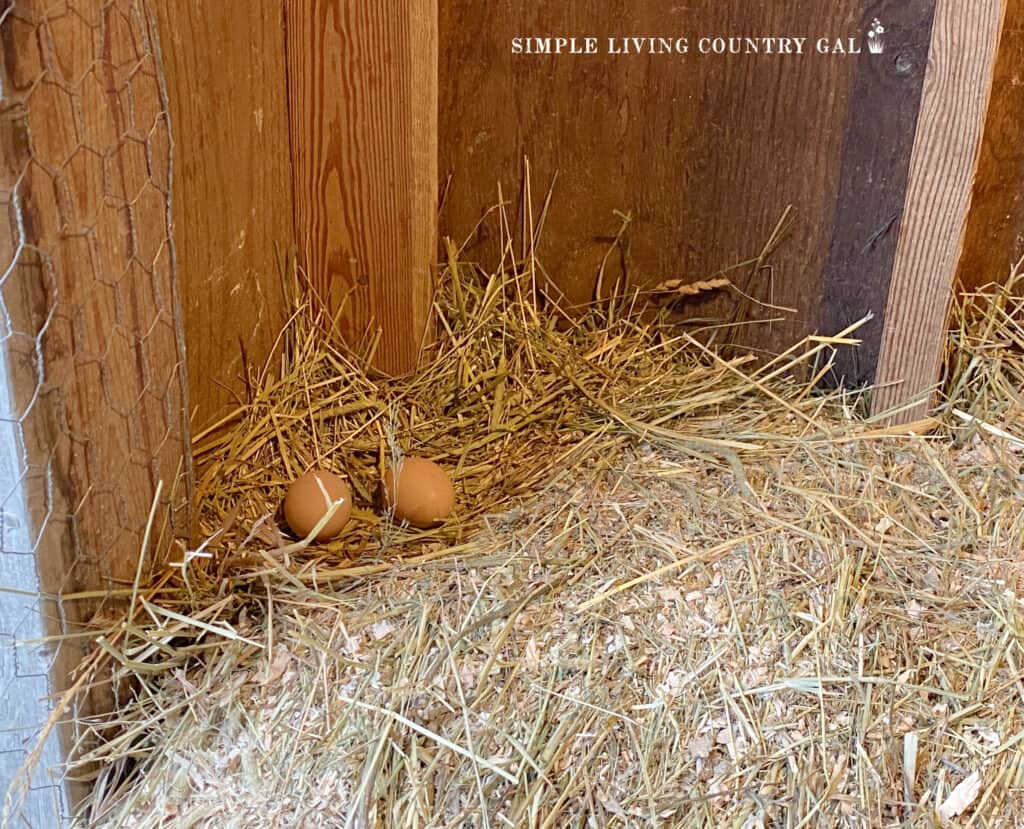 two eggs on straw in a chicken coop