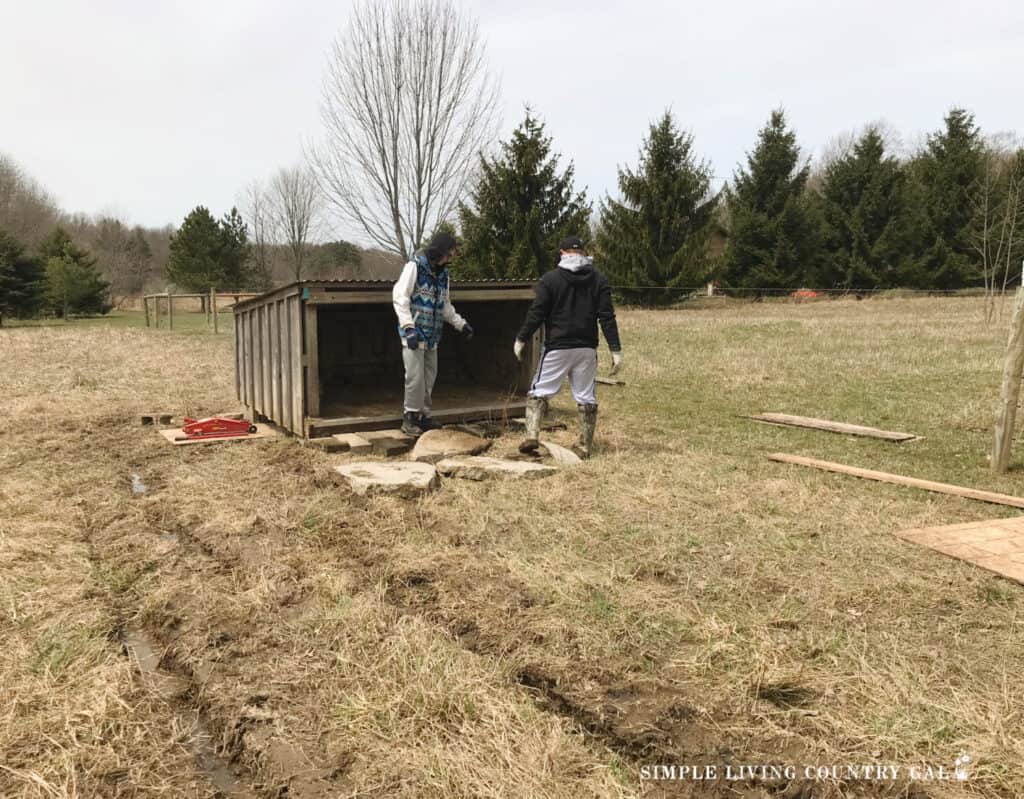 two farm helpers moving a goat shelter in a pasture