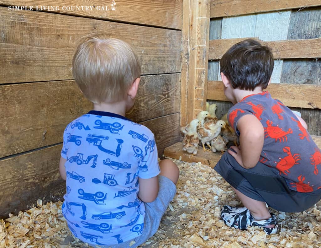 two little boys watching a group of baby chicks in a pen
