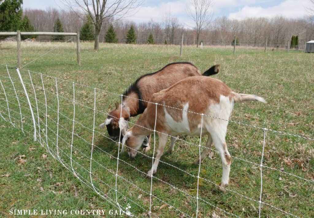 2 goats grazing on grass in a pasture