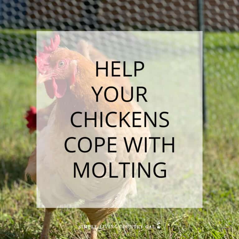 Chicken Molting