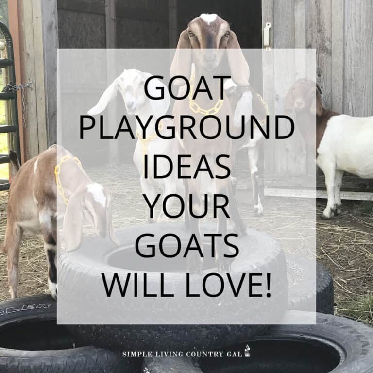 Goat Playground Ideas