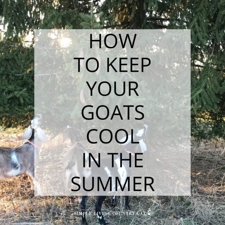 How to Keep Goats Cool in the Summer