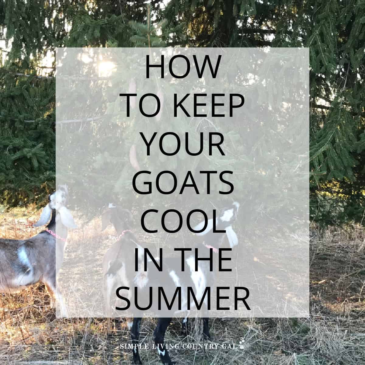 how-to-keep-goats-cool-in-the-summer-simple-living-country-gal