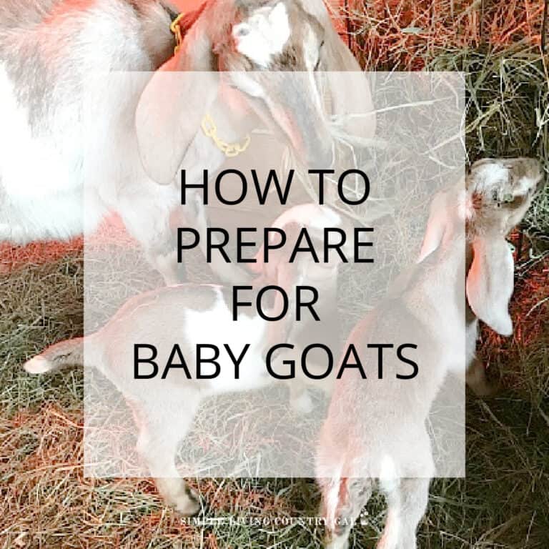 how to prepare for baby goats