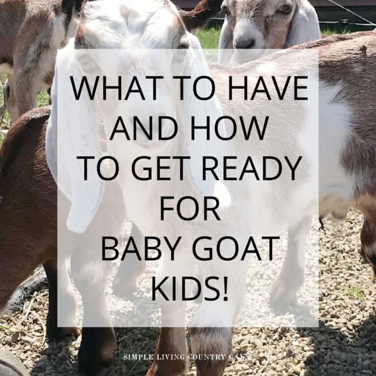 How to prepare for goat kidding