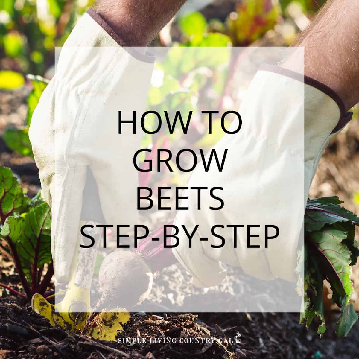 How To Grow Beets For Beginners | Simple Living Country Gal