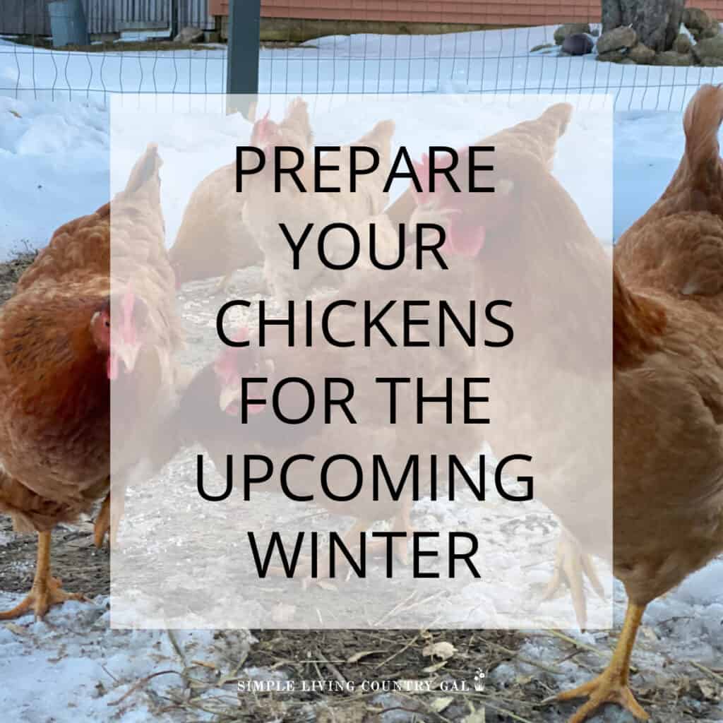 Backyard Chickens Archives Simple Living Country Gal