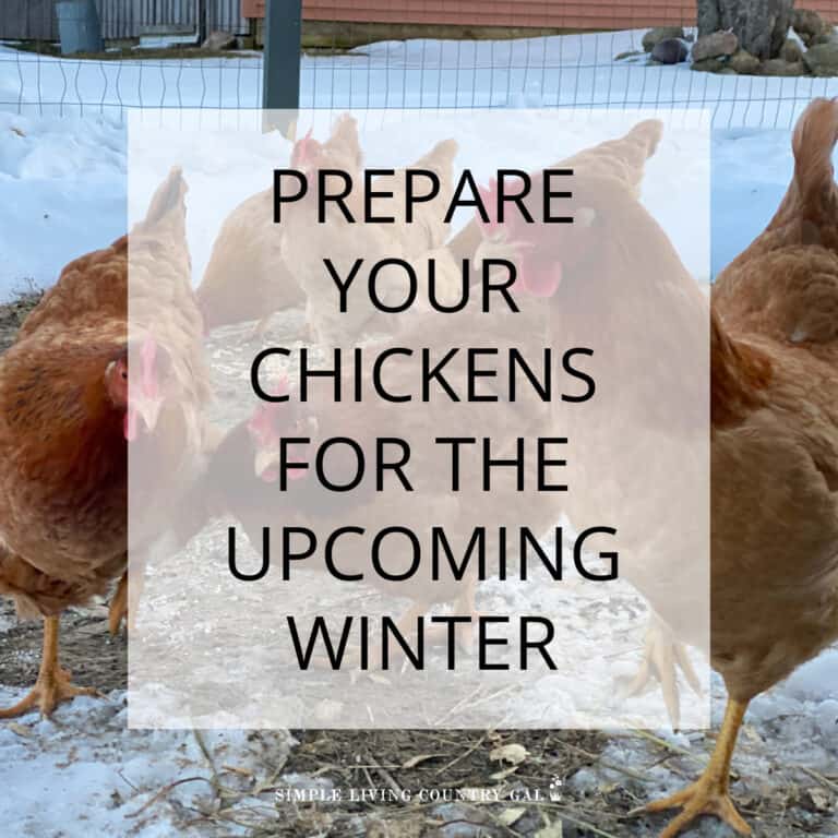 how to prepare chickens for winter