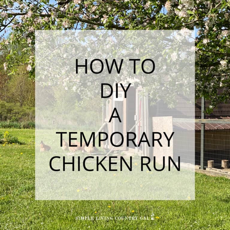 Temporary Chicken run