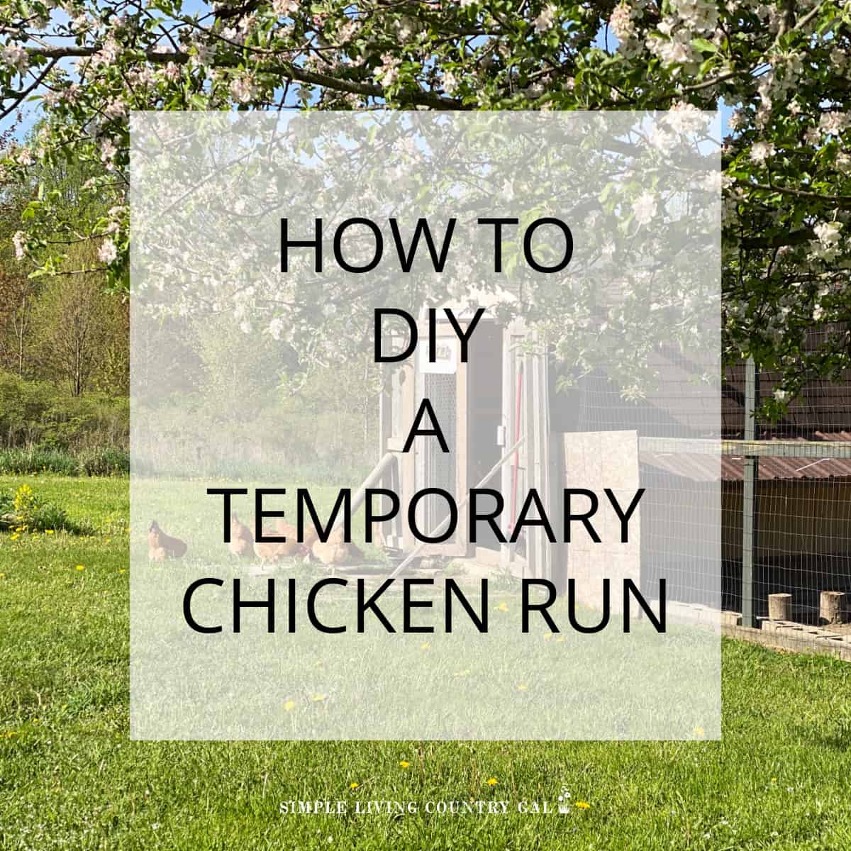 TEMPORARY CHICKEN RUN