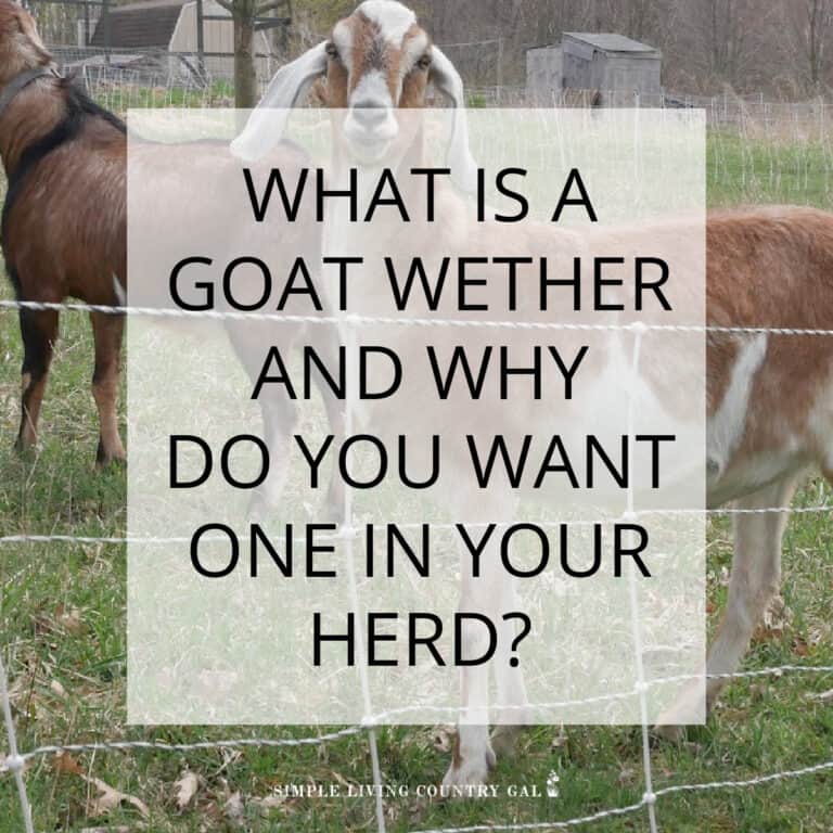 what is a wether goat?