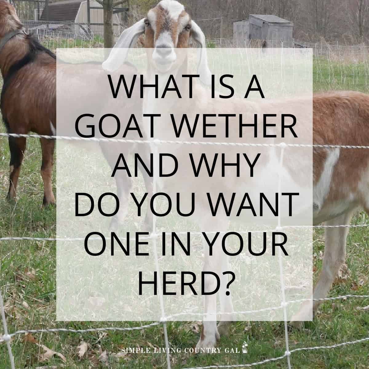 what is a wether goat? | Simple Living Country Gal