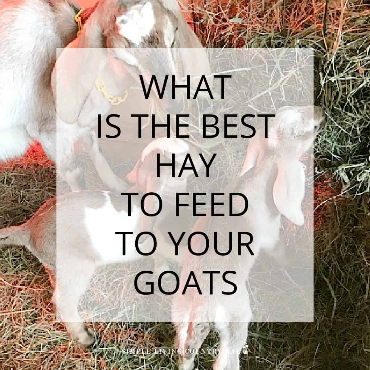 what-hay-do-goats-eat-simple-living-country-gal