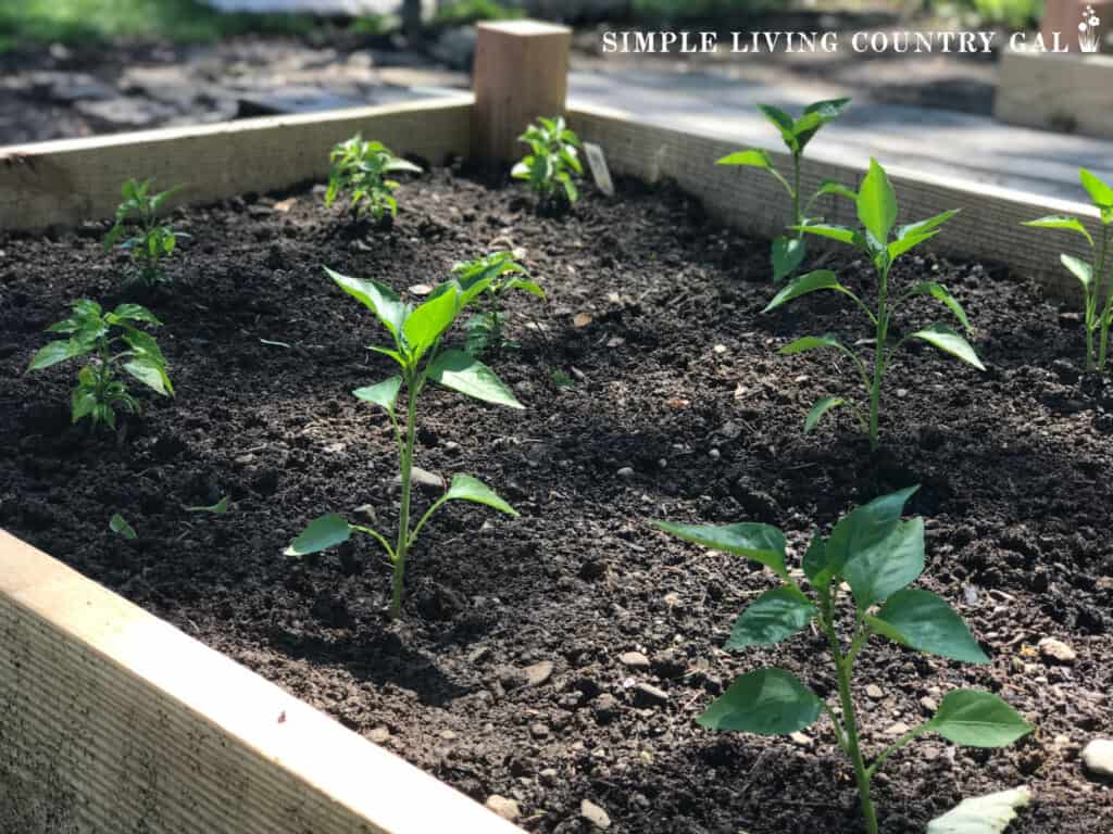 Young pepper plants in a raised bed garden