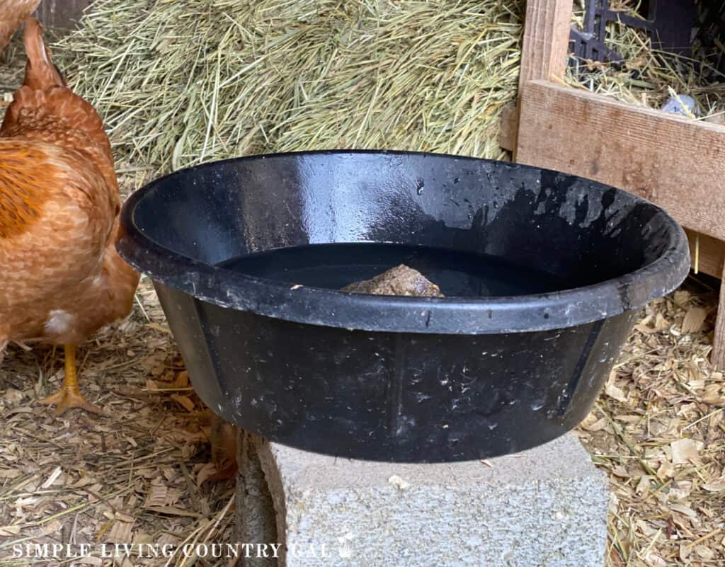 a black water bowl on a cinder block in a coop