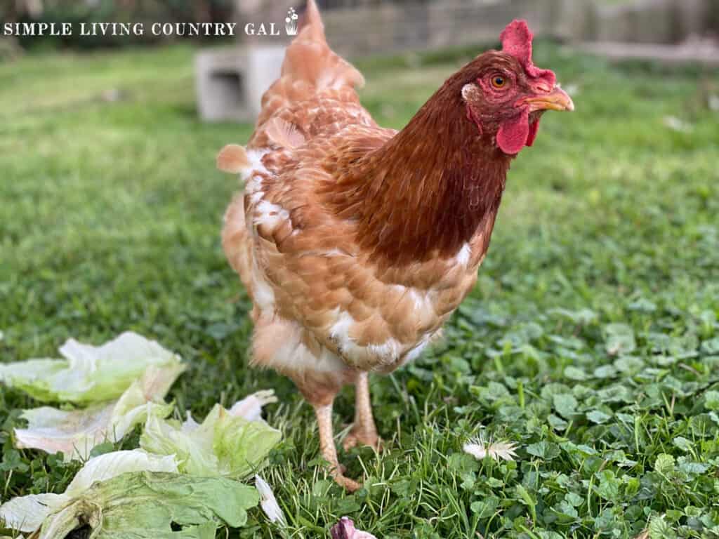 a brown and cold chicken standing next to a pile of lettuce