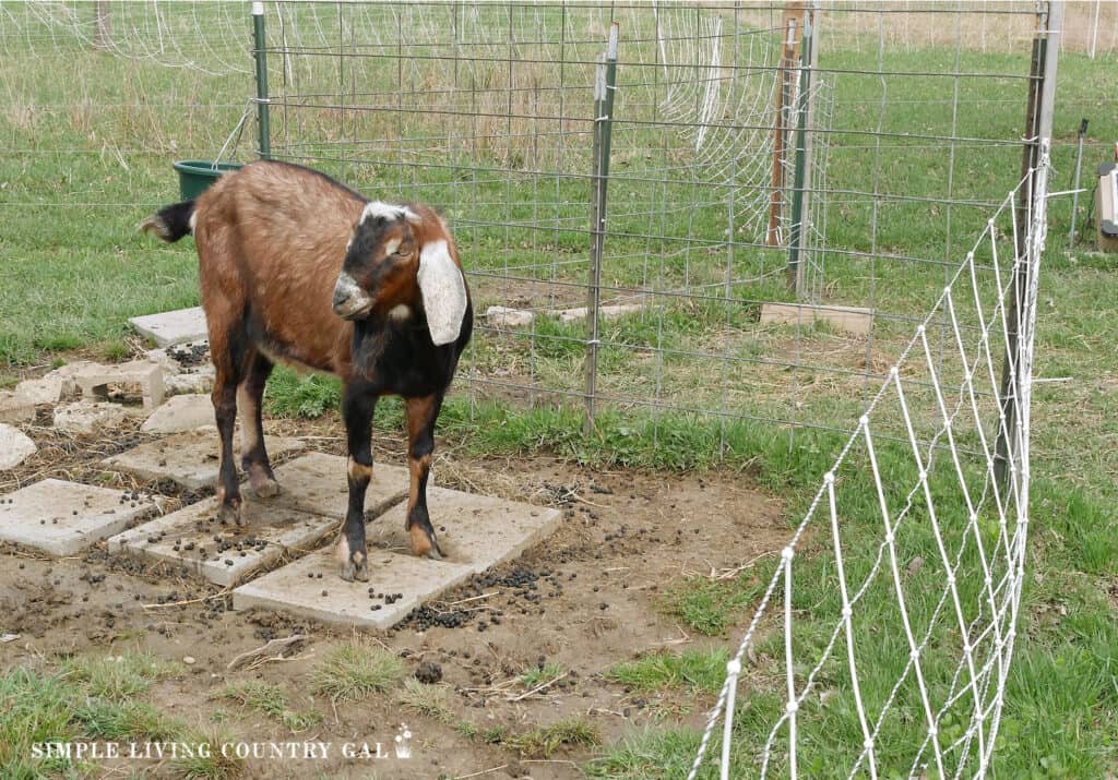 a brown goat buck behind a electric netting fence 