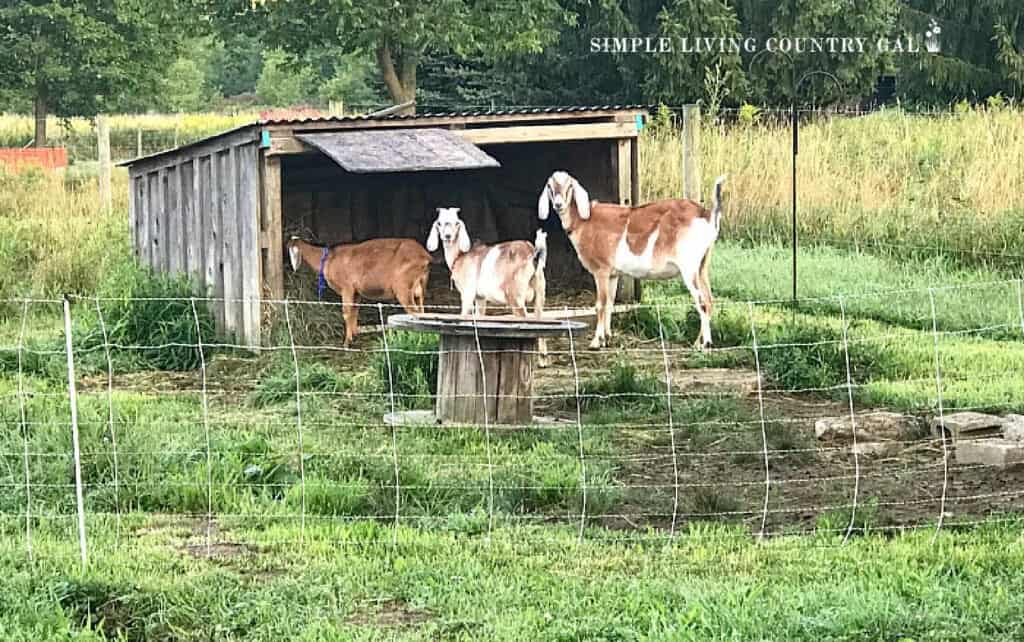 a buck, young goat kid, and a goat wether in a 3 sided shelter