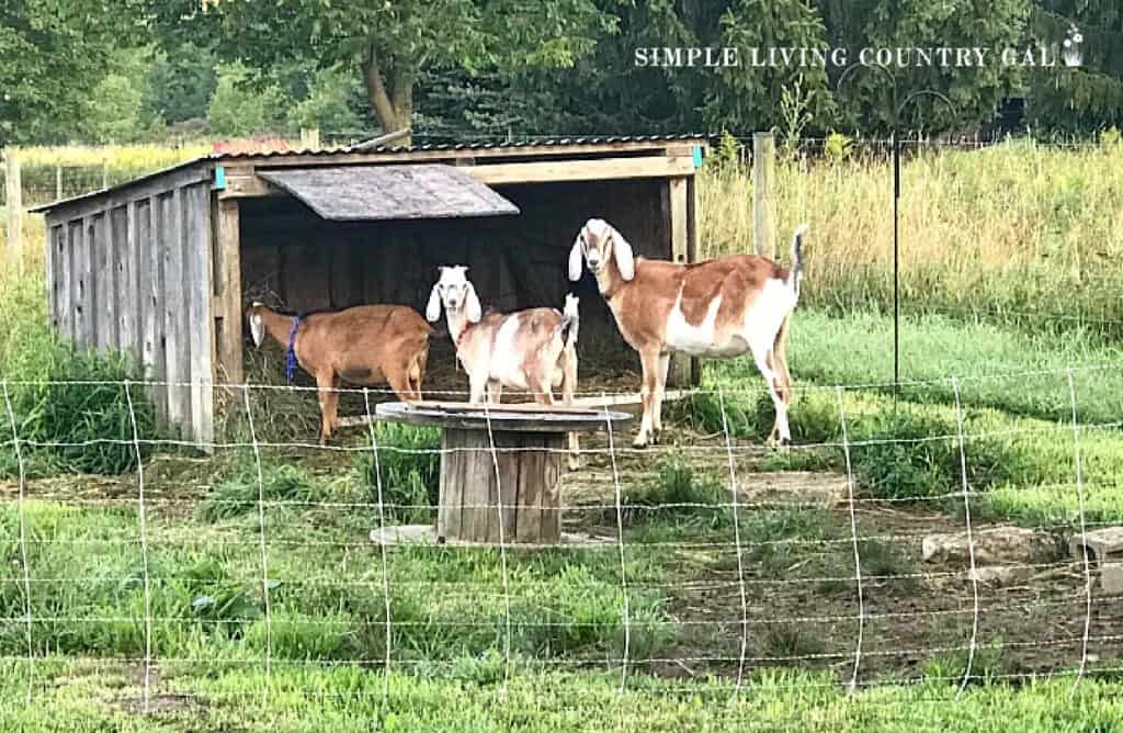 a buck, young goat kid, and a goat wether in a shelter