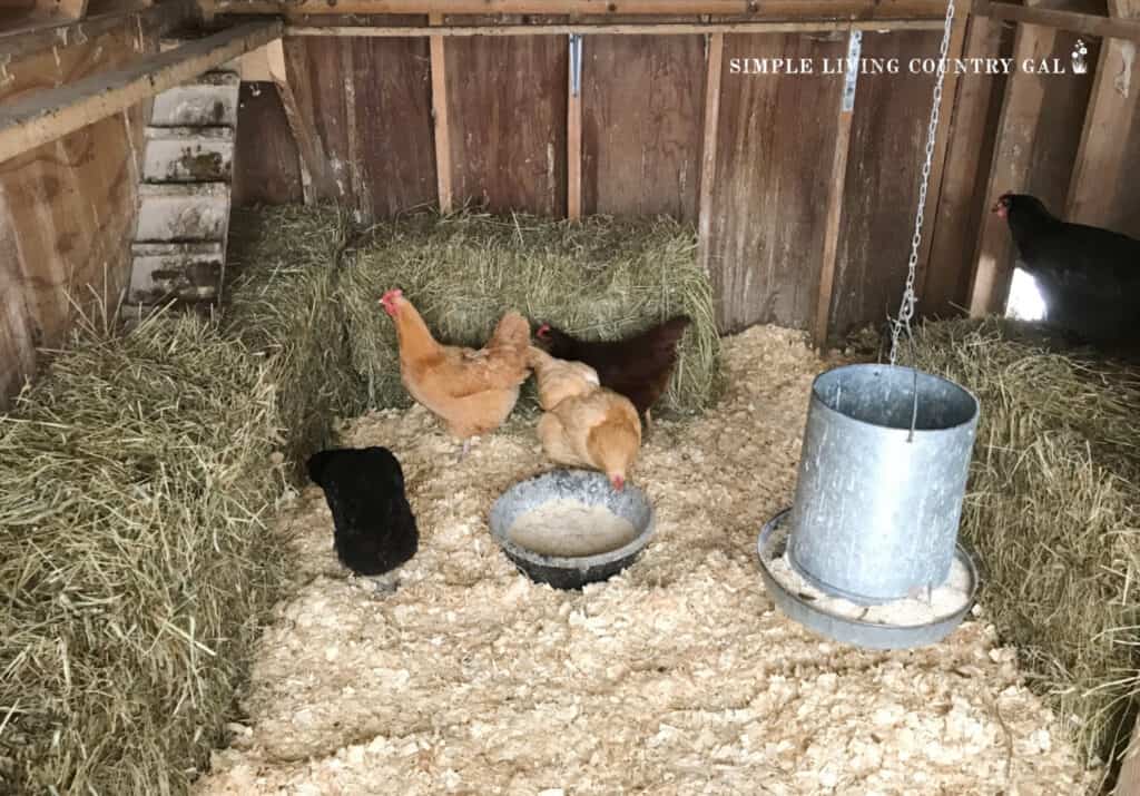 a chicken coop with hay bales around the interior walls