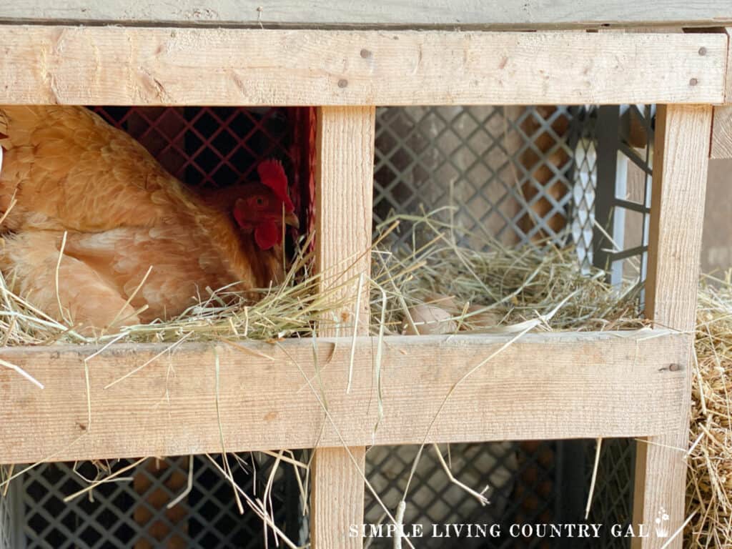 a chicken inside of a nesting box in a coop