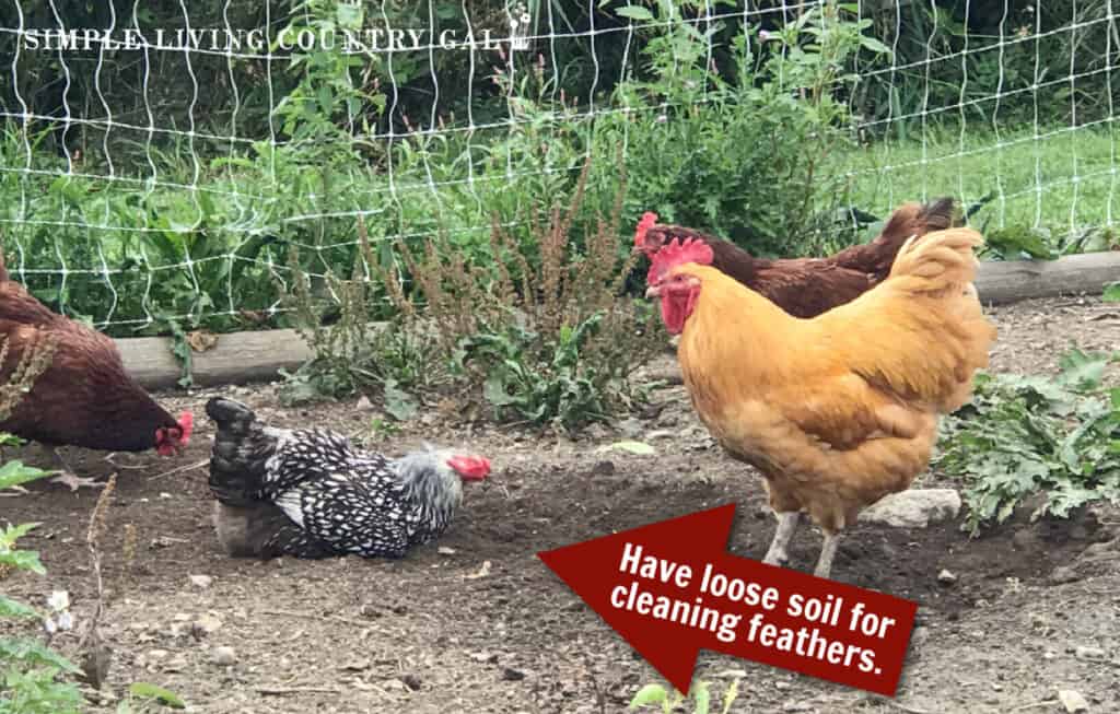 a chicken lying in the dirt using it as a dust bath 