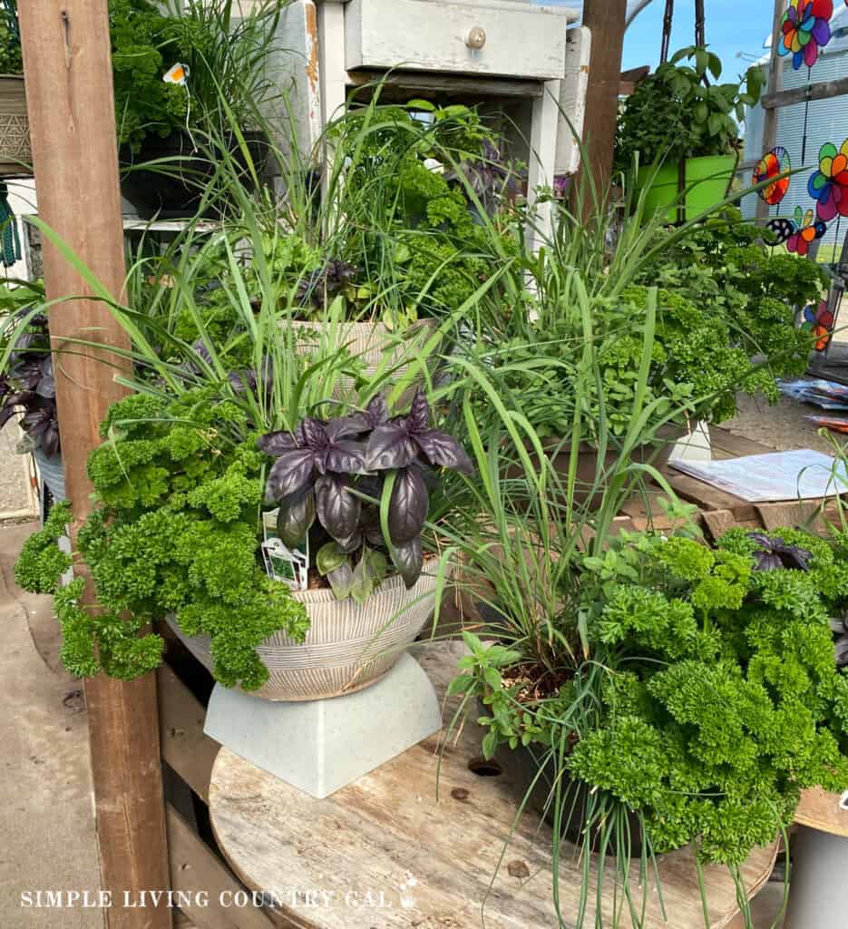 a collection of herbs growing in a single pot