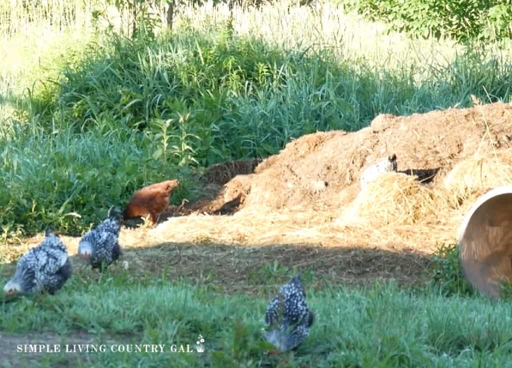a compost pile with chickens around the front