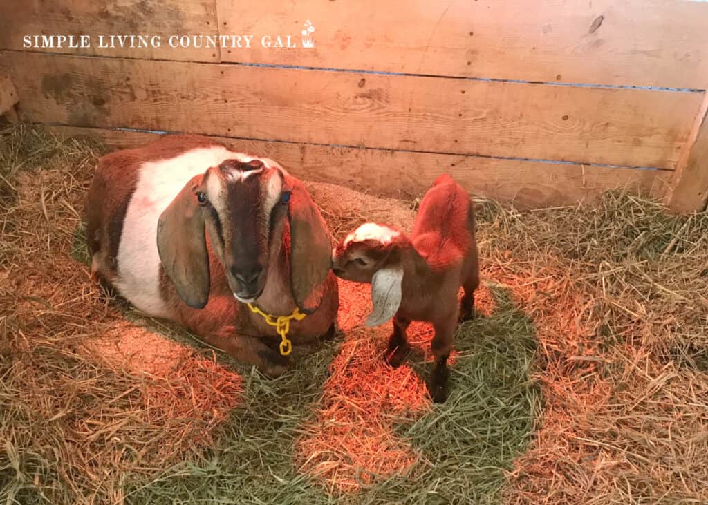 a doe and young goat kid in a birthing pen