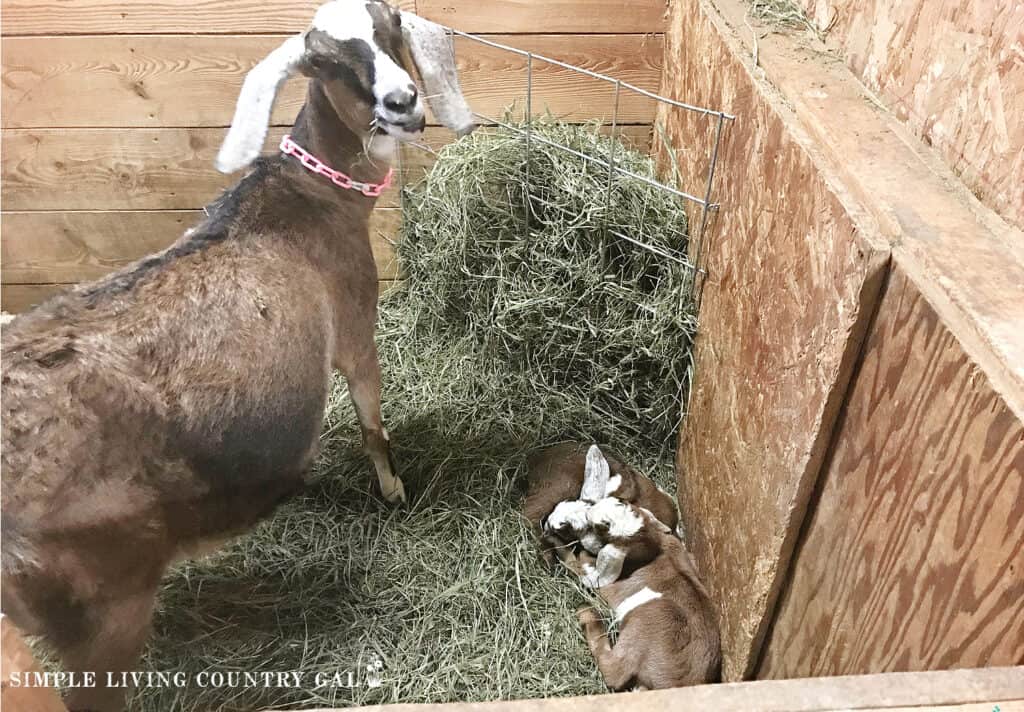 a doe goat with her young newborn twin kids