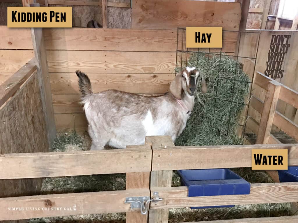 a doe that is ready to kid standing in a birthing pen