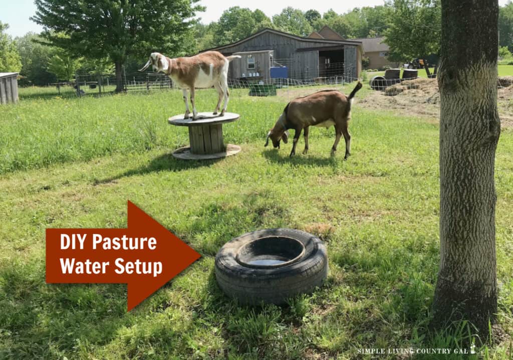a goat climbing on a toy in a pasture near to a goat that is grazing in grass by a DIY pasture waterer