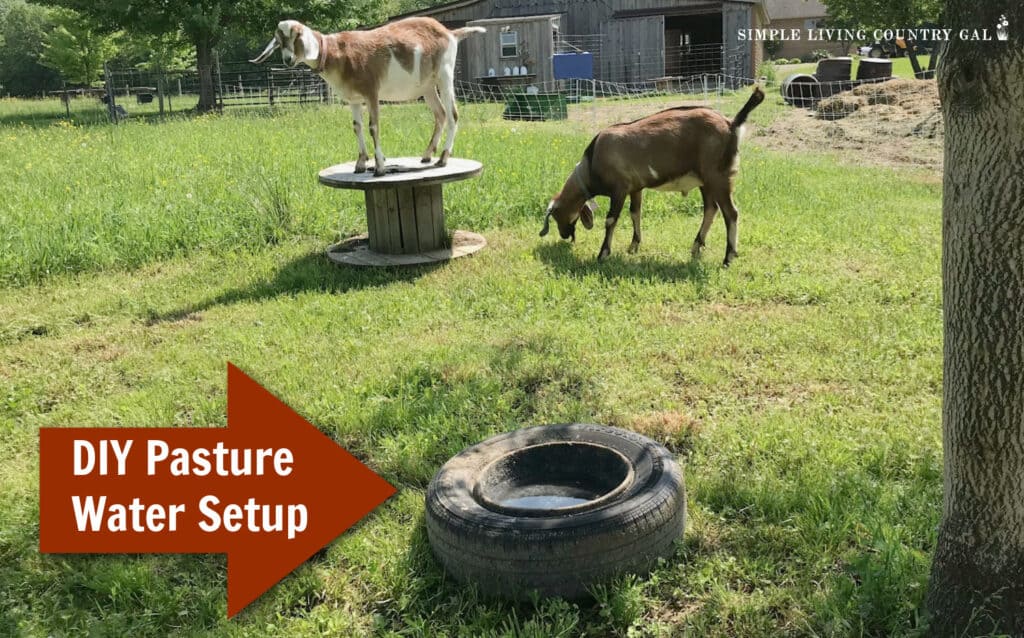a red arrow pointing to a water bowl in a tire out in pasture with two goats nearby
