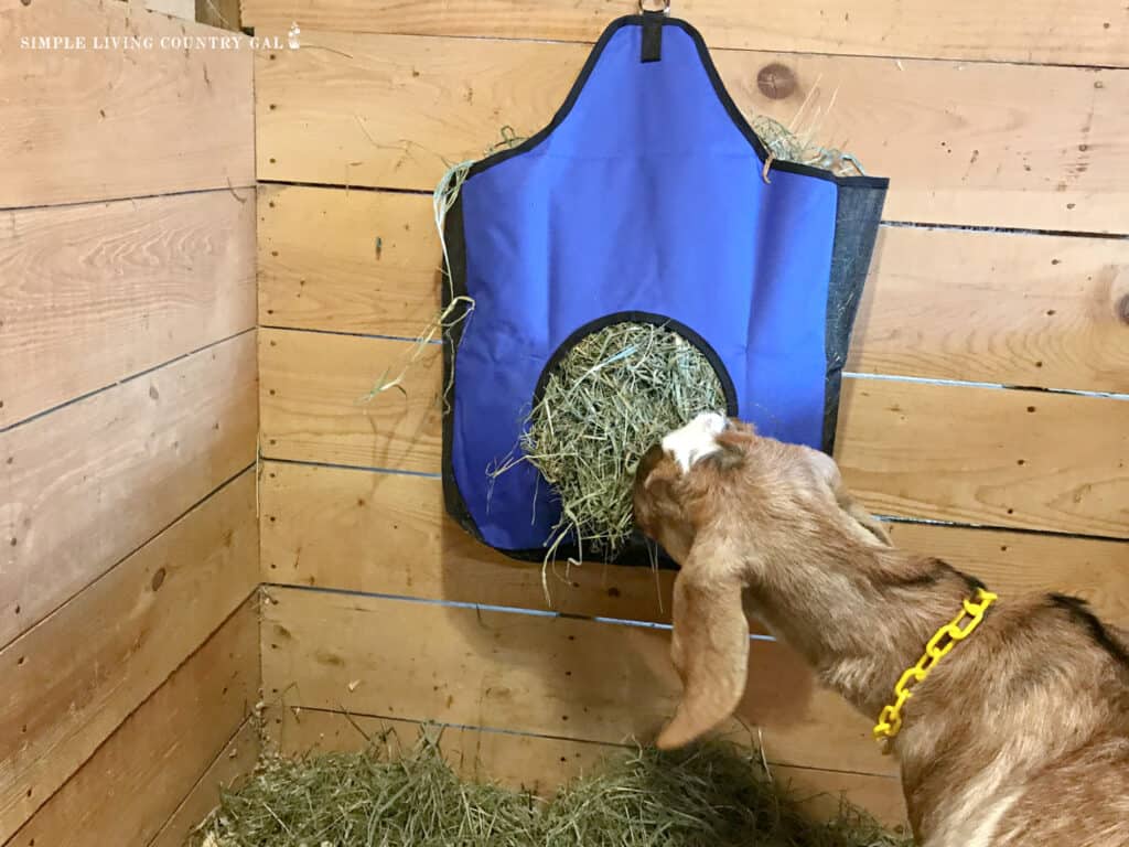 a goat eating hay in a kidding pen out of a blue hay bag