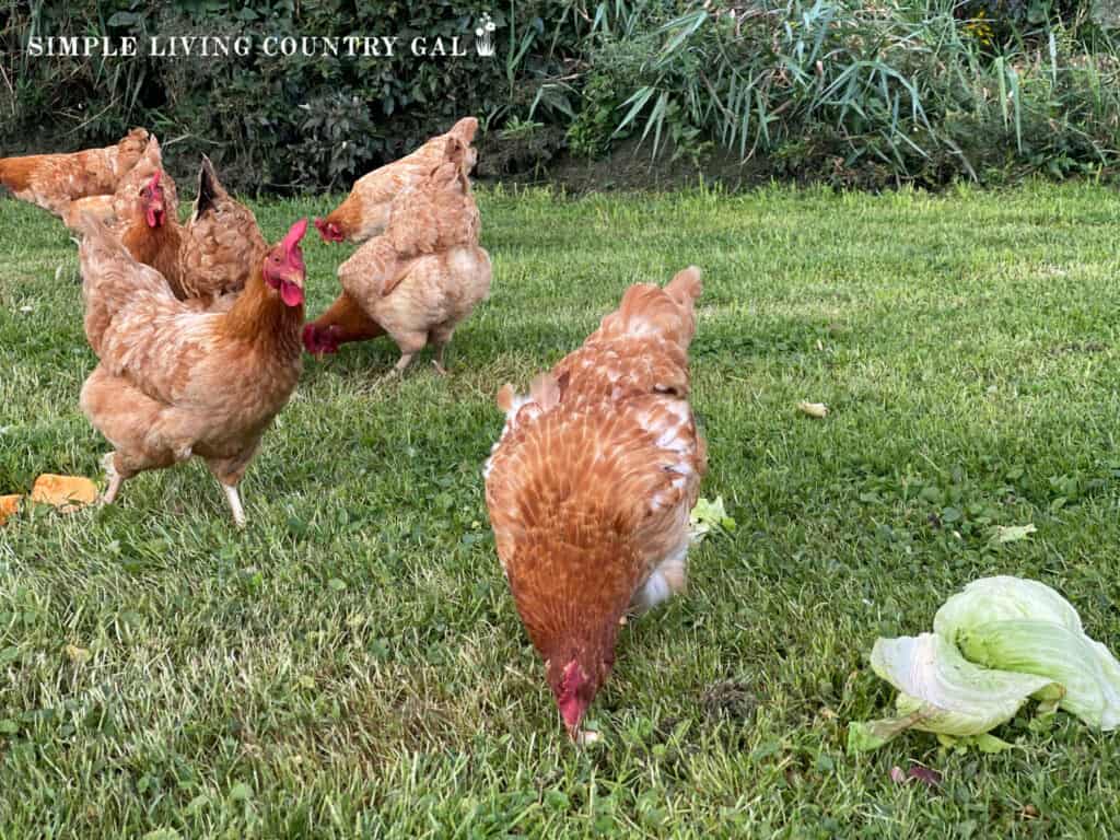 a group of chickens eating lettuce in the grass