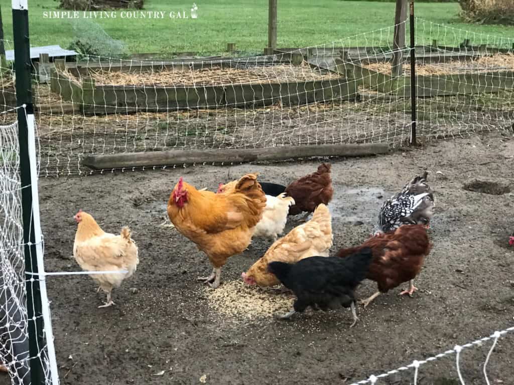 a group of chickens eating scratch in a fun