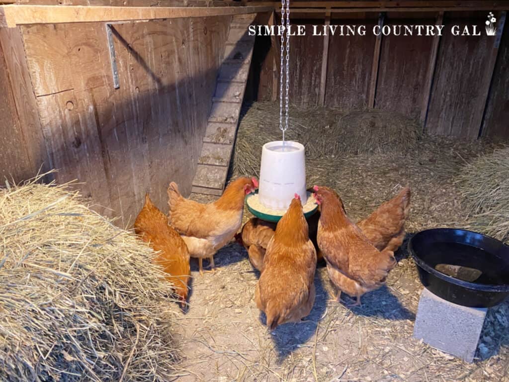 a group of chickens inside of a coop eating from a hanging feeder