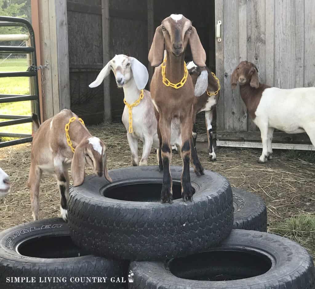 a group of goat kids playing on old tires