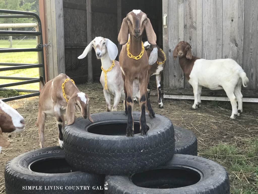 a group of goat kids playing on old tires in a fenced in area