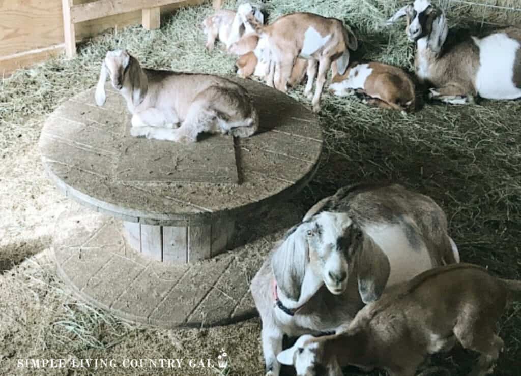 a group of goats lying and resting in a barn