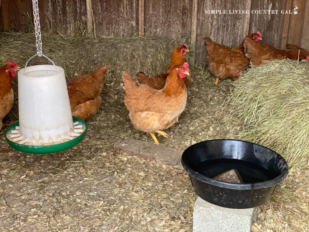a group of golden chickens in a coop