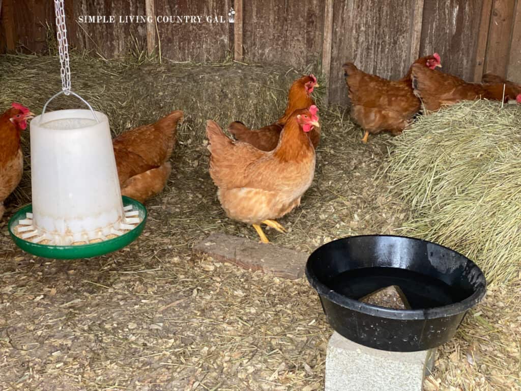 a group of golden chickens inside of a coop with a feeder and waterer