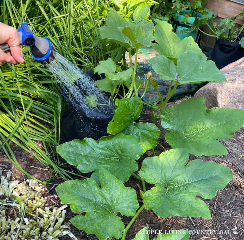 a hose spraying water on a pumpkin plant growing in a bag