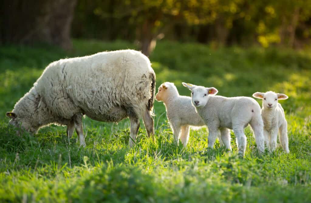 cute little lambs with sheep on fresh green meadow during sunrise