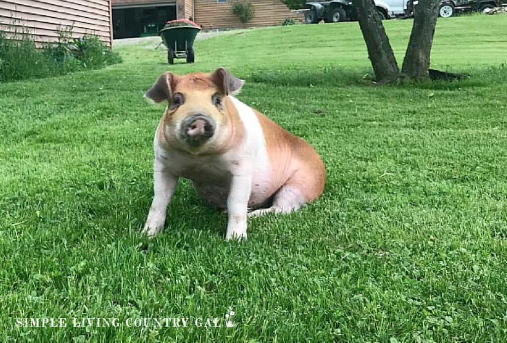 a pig sitting in the grass near a tree