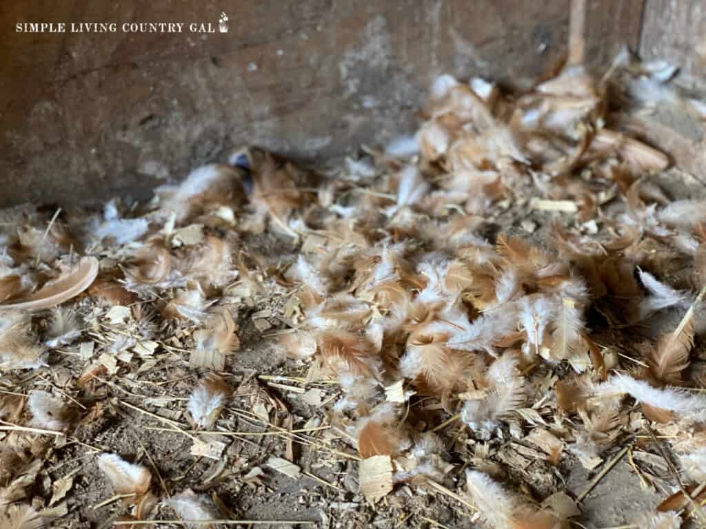 a pile of chicken feathers on the floor of a coop