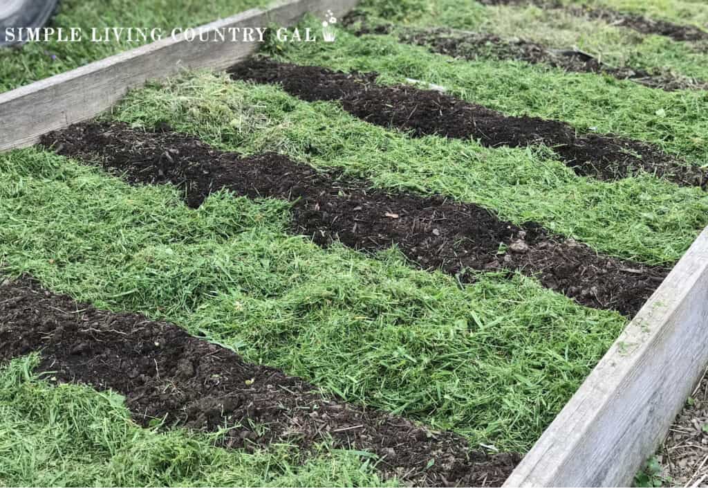 a raised garden bed that is mulched with fresh cut grass